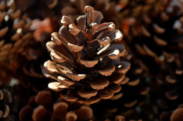 pine-cones-pixabay_neelam27